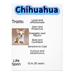 Foto Traços e duração de vida de Chihuahua