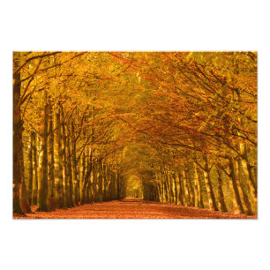 Foto Trajeto de passeio através da floresta no outono