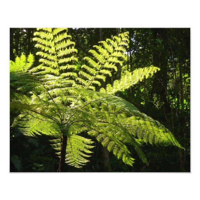 Foto Tree Fern na Floresta Tropical (Frente)