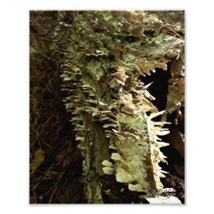 Foto Tree Fins