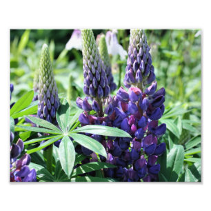 Foto Tremoços Roxos Selvagens 10x8 Flor