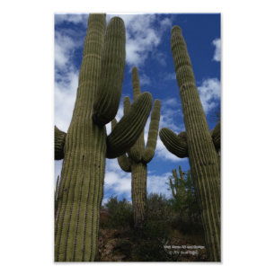 Foto Três cactos do Saguaro contra o céu azul e as