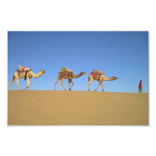 Foto Três Camelos no Poster do Deserto (Frente)