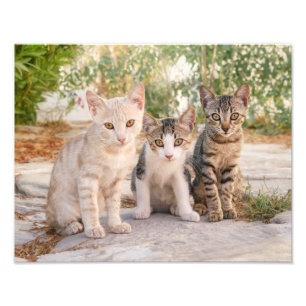 Foto Três gatinhos bonitinhos se sentam juntos
