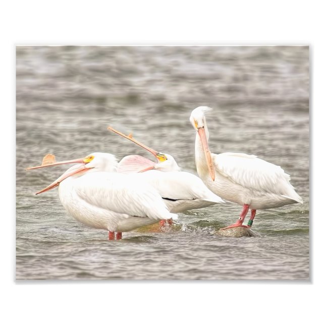 Foto Três Pelicanos pescando juntos (Frente)