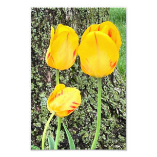 Foto Três Tulipas Amarelas /