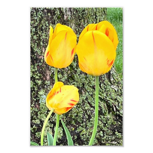 Foto Três Tulipas Amarelas / (Frente)