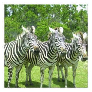 Foto Três Zebras em Meadow View