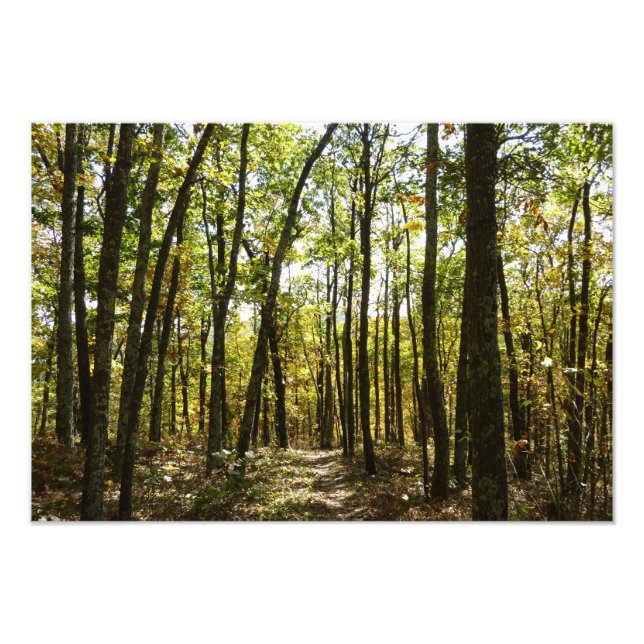 Foto Trilha Appalachian em outubro em Shenandoah (Frente)