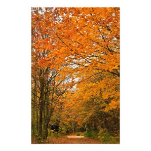 Foto Trilha da floresta do outono