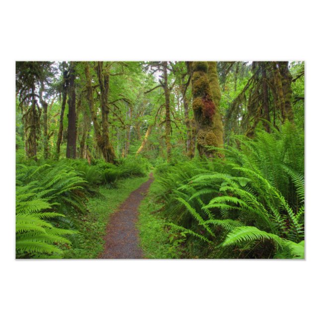 Foto trilha Maple Glade, samambaias e musgo cobertos (Frente)