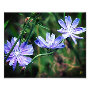 Foto Trio de Flor de Chicória Selvagem Azul 8x10