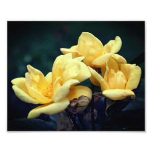 Foto Trio Rosa Amarelo 8x10