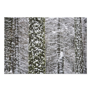 Foto troncos de árvores cobertos de neve no vale de Yos