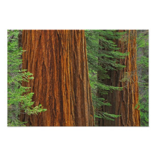 Foto troncos de sequóia gigante na floresta, Yosemite