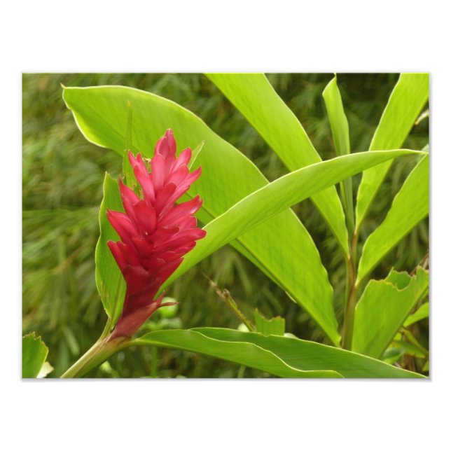 Foto Tropical de Flor Vermelho Ginger (Alpinia) (Frente)