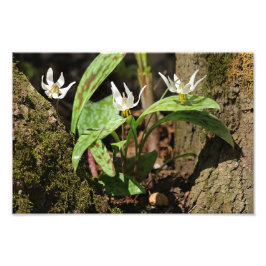 Foto Trout Lily Photo Impressão