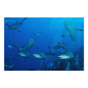 Foto Tubarão de Recife Grande Barreira de Coral Mar de