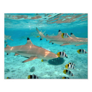 Foto Tubarões na lagoa de Bora Bora