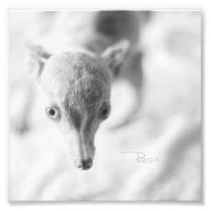 Foto Tudo Rosie Photo