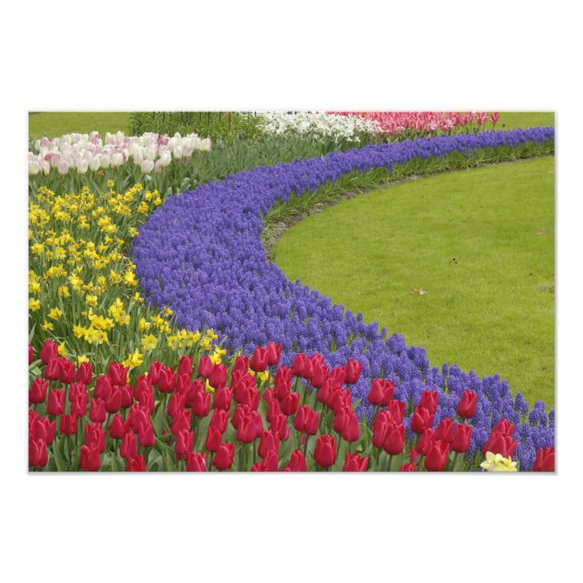 Foto Tulip e Grape Hyacinth e daffodil jarden, (Frente)