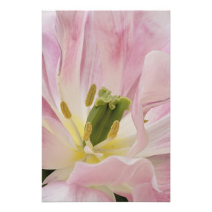 Foto Tulipa close-up, Jardins Keukenhof, Lisse,