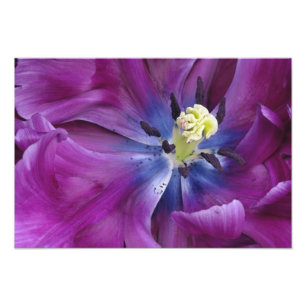 Foto Tulipa close-up, Jardins Keukenhof, Lisse,