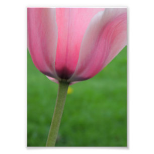 Foto Tulipa da primavera