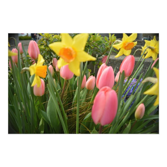 Foto Tulipa rosa e narciso amarelo flores na primavera (Frente)