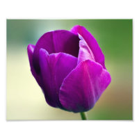 Tulipa Roxa