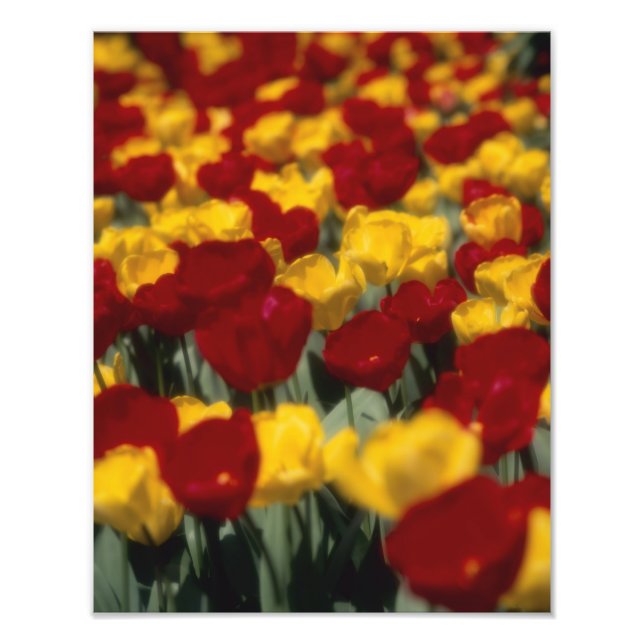 Foto Tulipas (Frente)