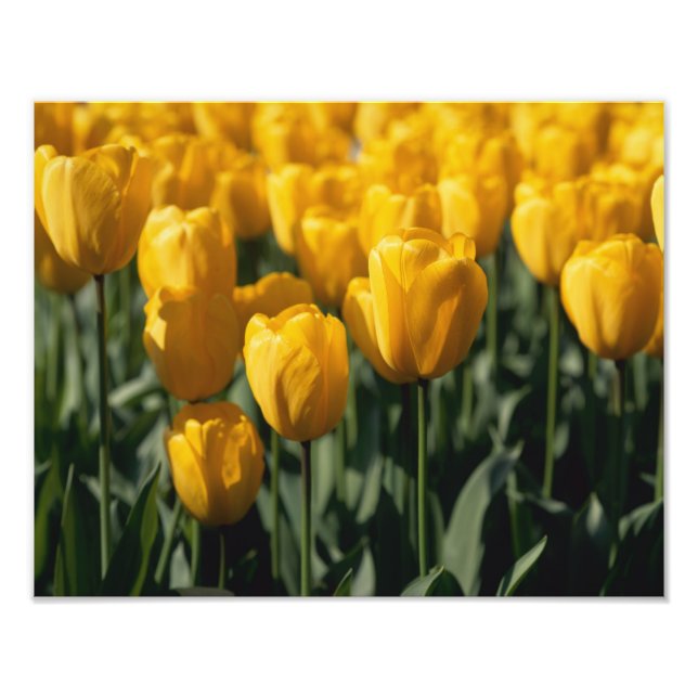 Foto Tulipas 3 (Frente)