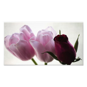 Foto Tulipas 3258