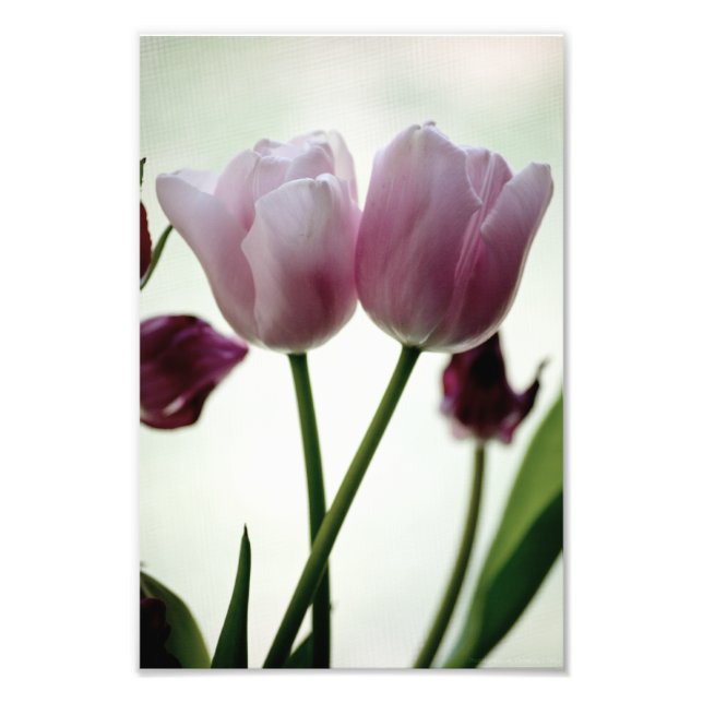 Foto Tulipas 3259 (Frente)