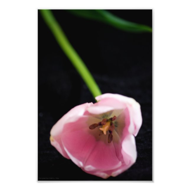 Foto Tulipas 3272 (Frente)