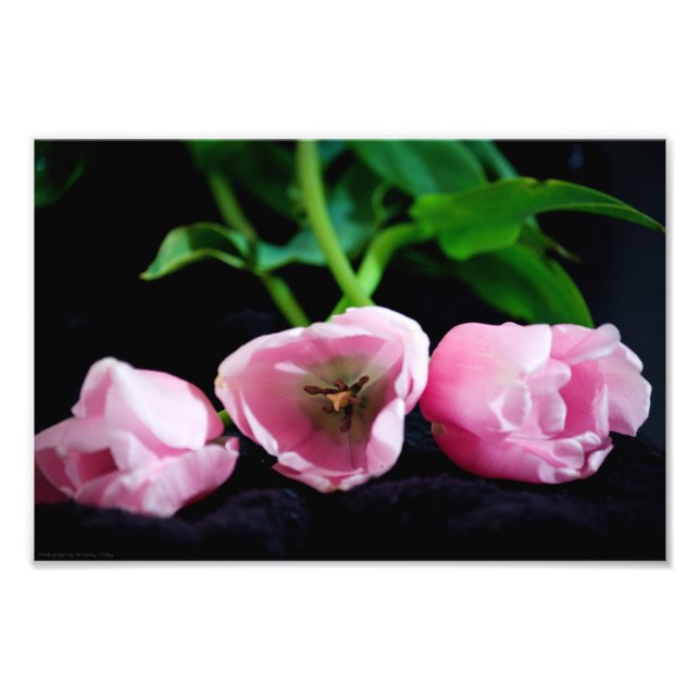 Foto Tulipas 3273 (Frente)