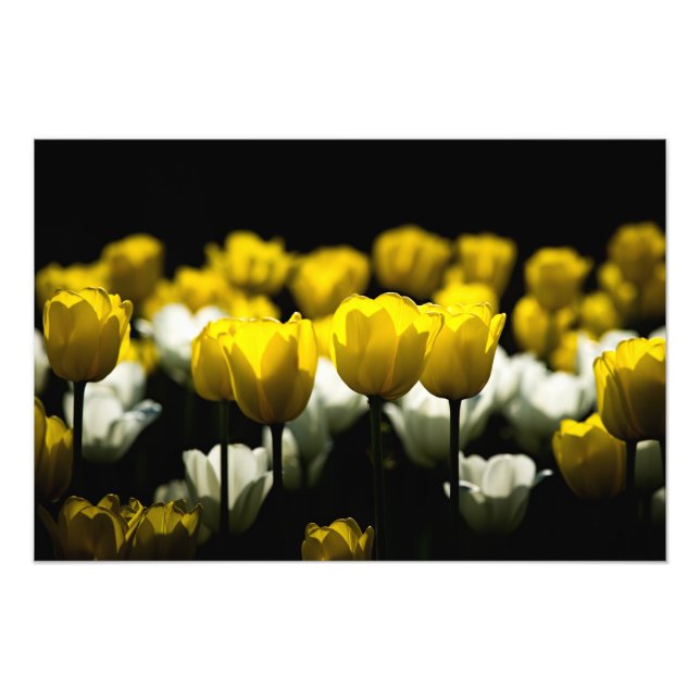 Foto Tulipas Amarelo E Branco (Frente)