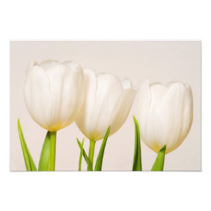 Foto Tulipas brancas contra um fundo branco,