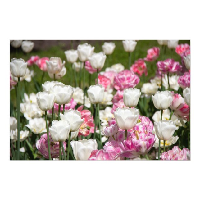 Foto Tulipas brancas e cor-de-rosa brilhantes num dia e (Frente)