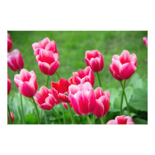 Foto Tulipas de escarlate no jardim