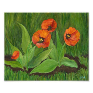 Foto Tulipas de Flor de Papoila