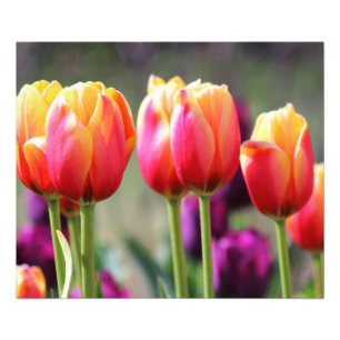 Foto Tulipas de queda Achama