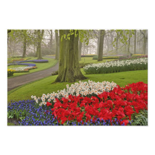 Foto Tulipas e narcisos, Jardins Keukenhof,