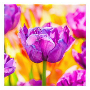 Foto Tulipas Enfeitiçantes 06