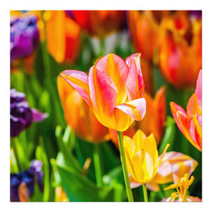 Foto Tulipas Enfeitiçantes 17
