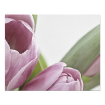 Tulipas estão florescendo