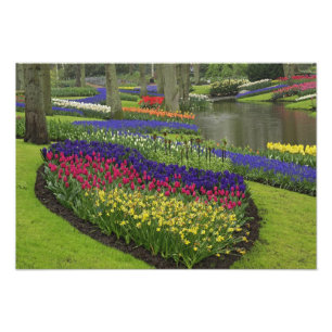 Foto Tulipas, Hyacinth de Uva e daffodilos,