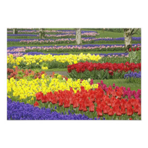 Foto Tulipas, Hyacinth de Uva e Daffodils, 2