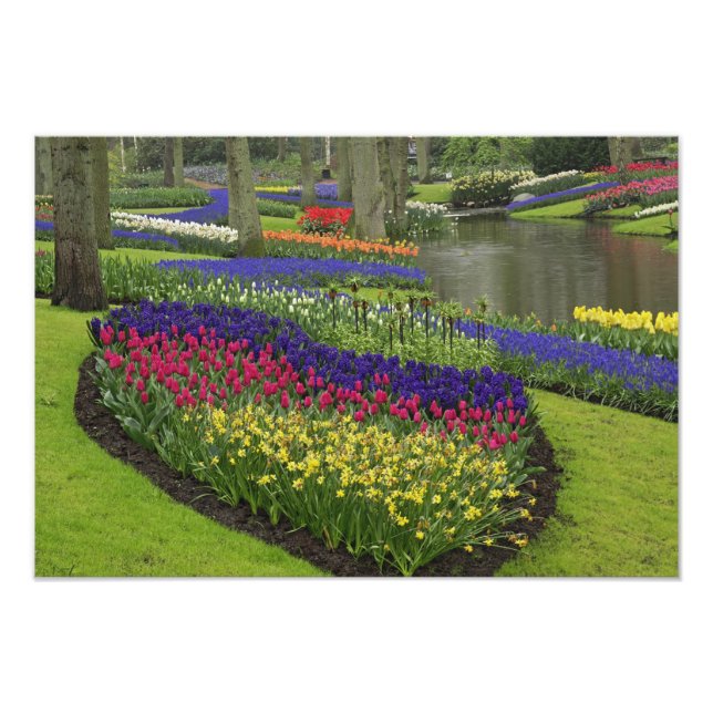 Foto Tulipas, Hyacinth de Uvas e daffodils, (Frente)