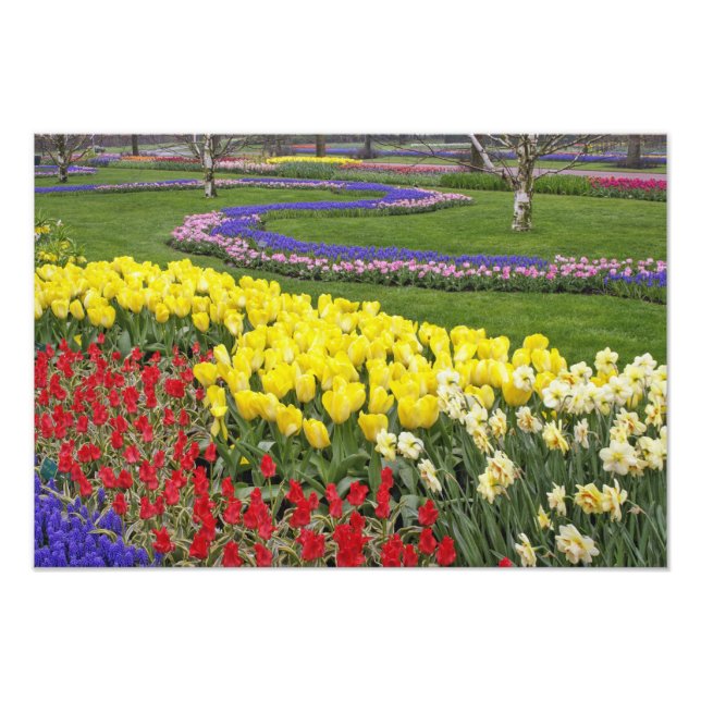 Foto Tulipas, Jacintos de Uva e Narcisos, (Frente)